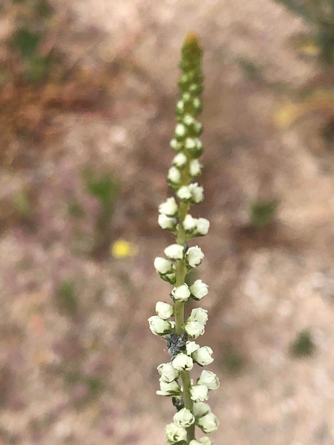 Reseda virgata flower