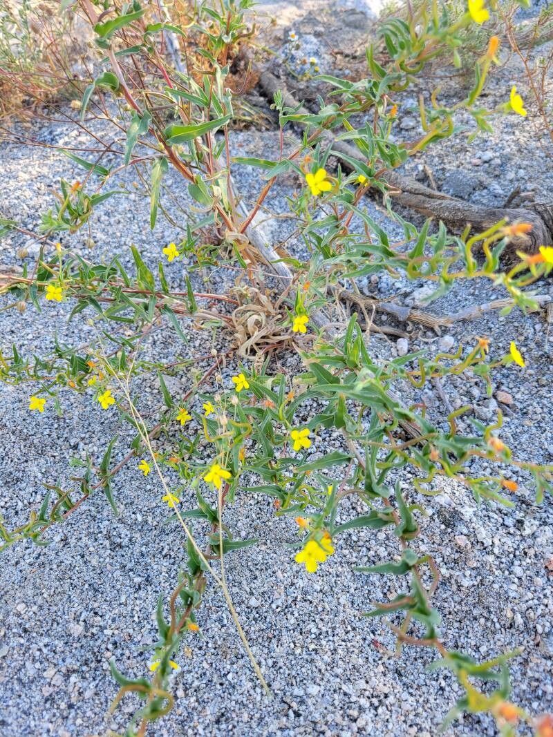 Mentzelia affinis flower