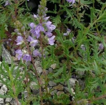 Veronica multifida flower