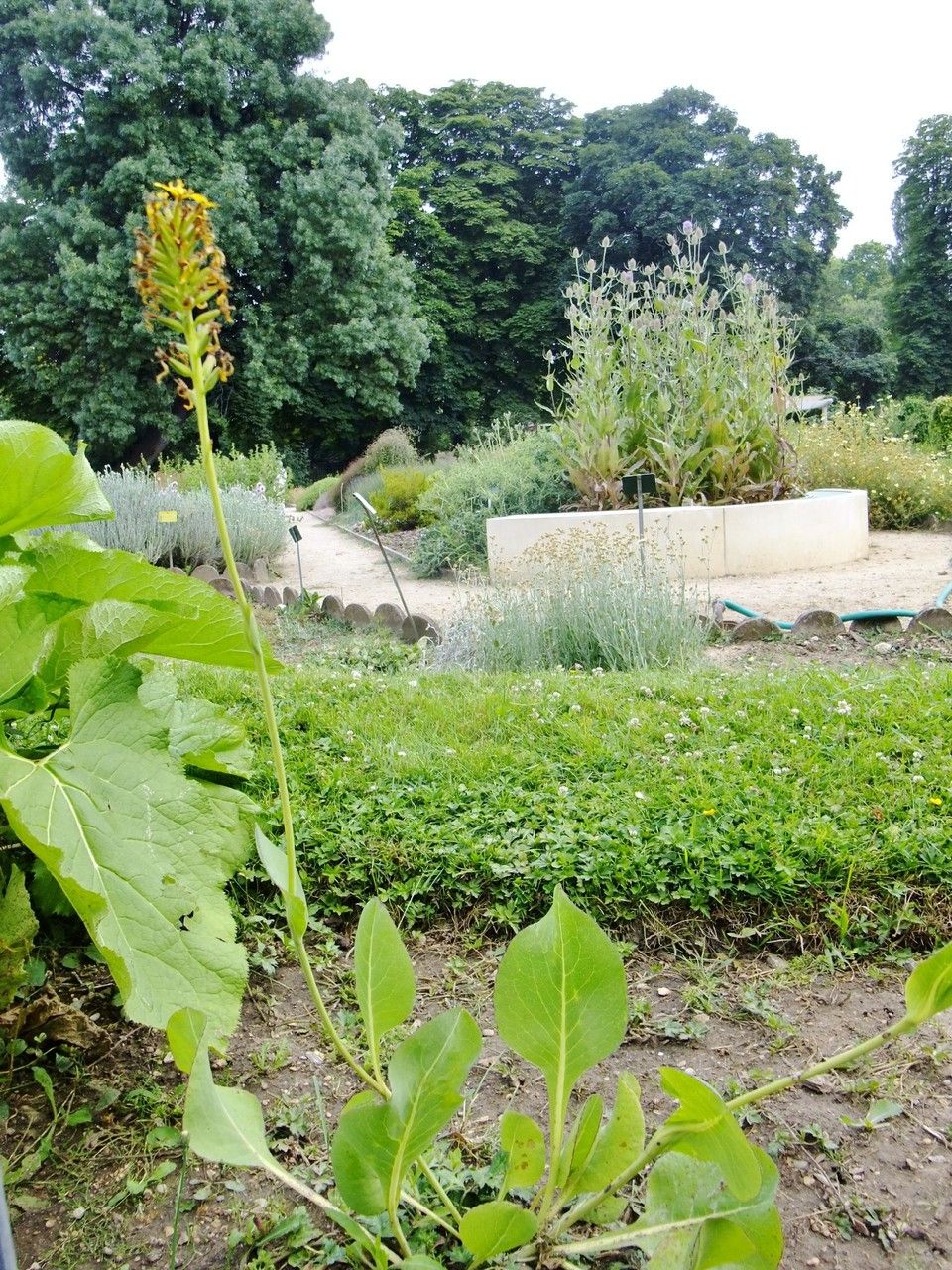 Ligularia taquetii habit
