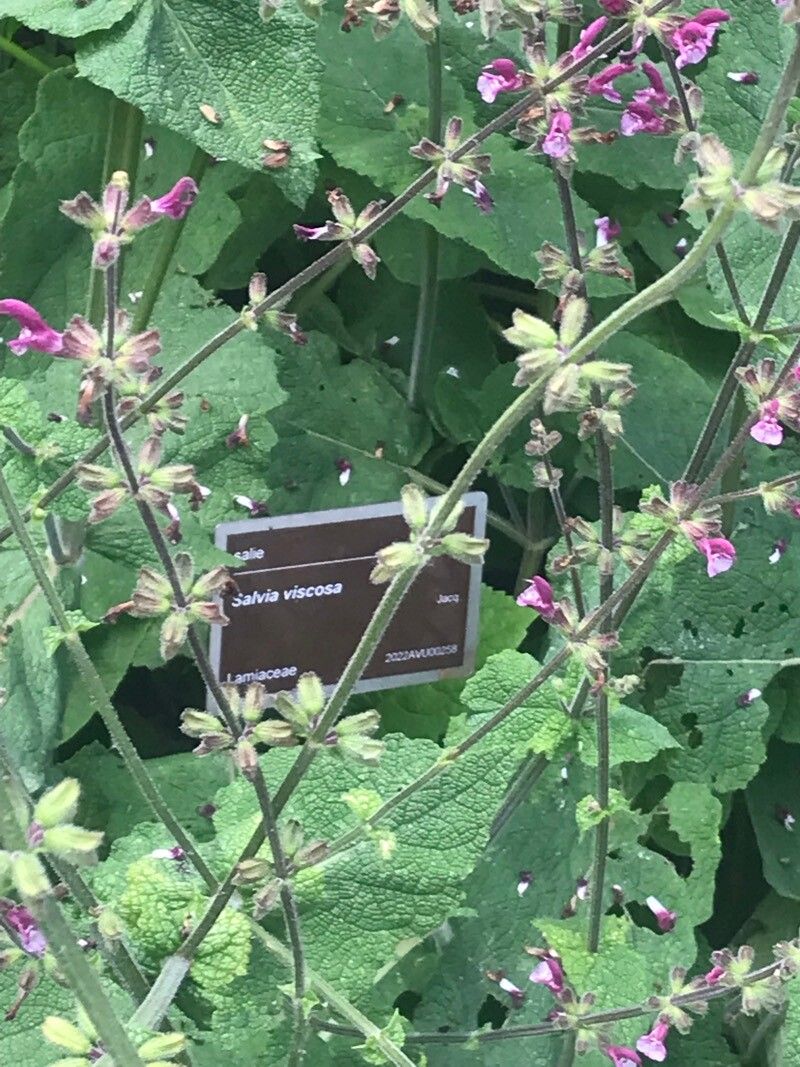 Salvia viscosa — houseplant care guide