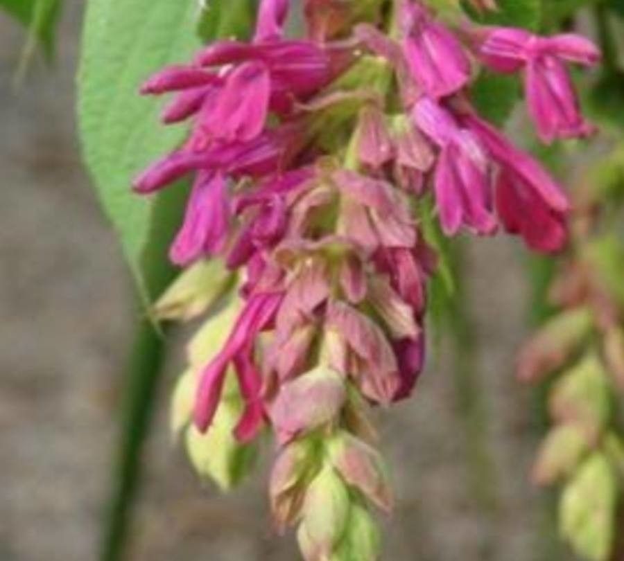 Salvia gravida — houseplant care guide