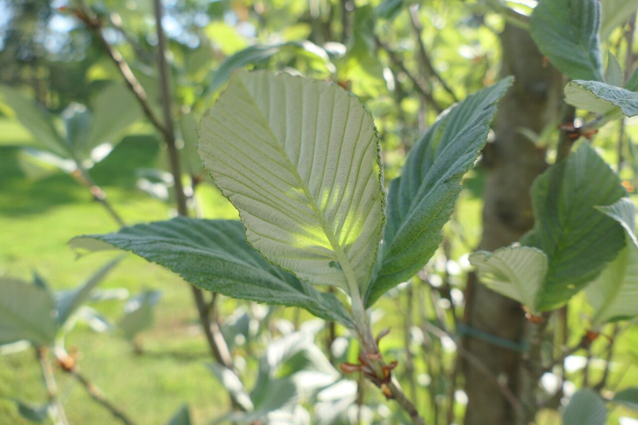 Sorbus thibetica — houseplant care guide