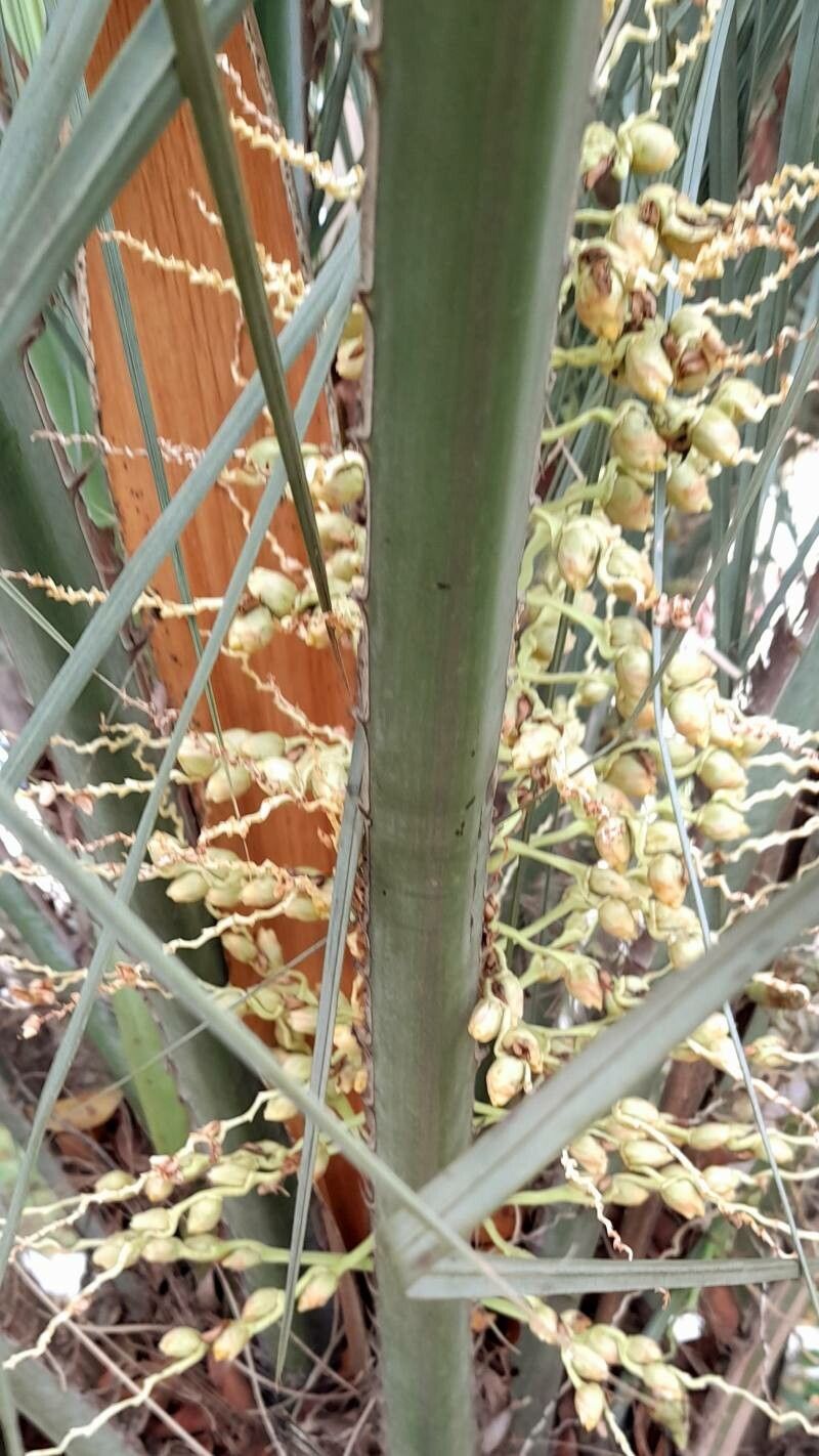 Butia noblickii fruit