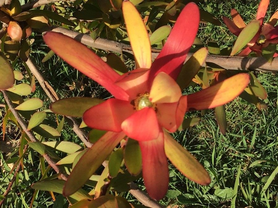 Leucadendron salignum — search result for 'Proteaceae'