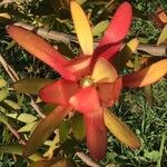 Leucadendron salignum
