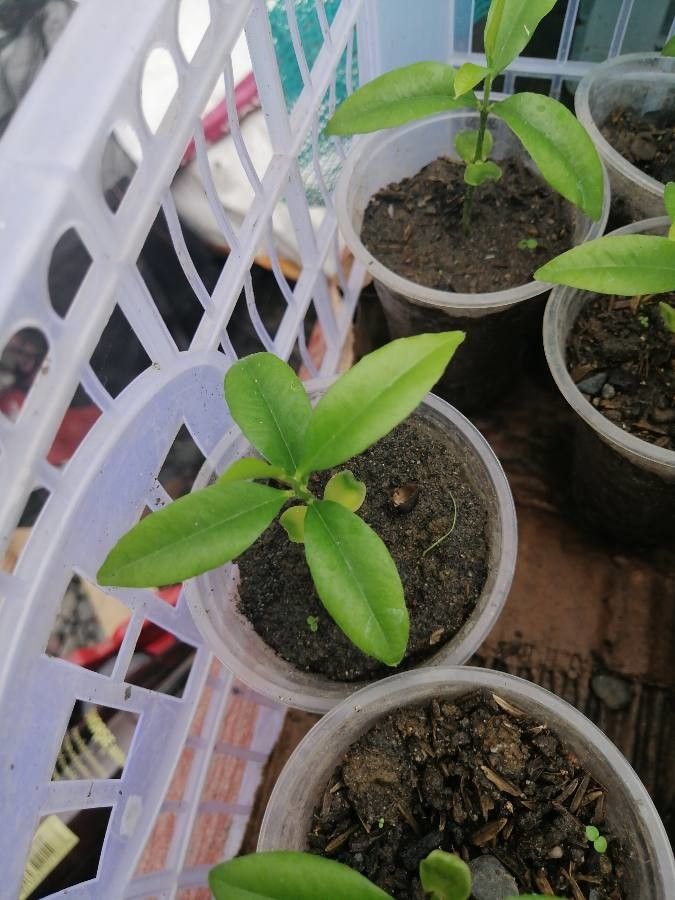 Aquilaria cumingiana — search result for 'Thymelaeaceae'