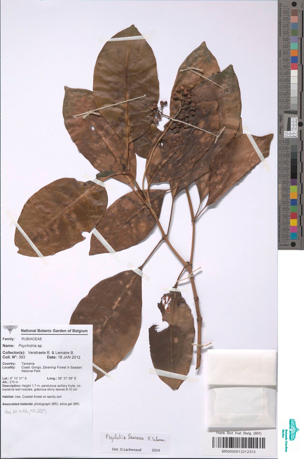 Psychotria lauracea — houseplant care guide