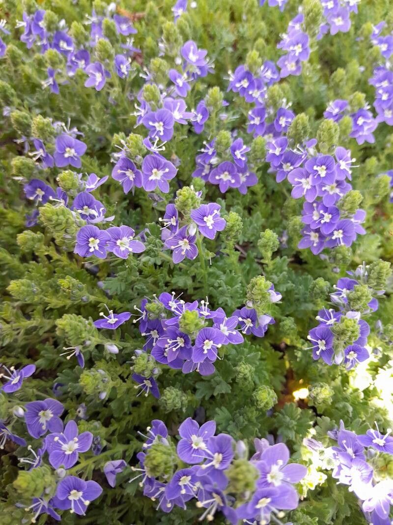 Veronica pectinata habit
