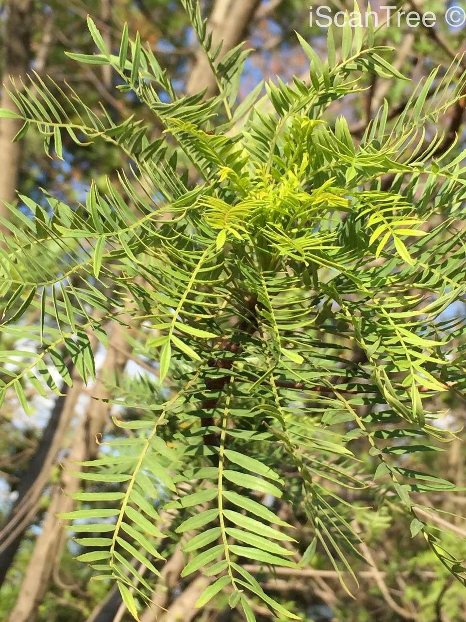 Kirkia wilmsii habit