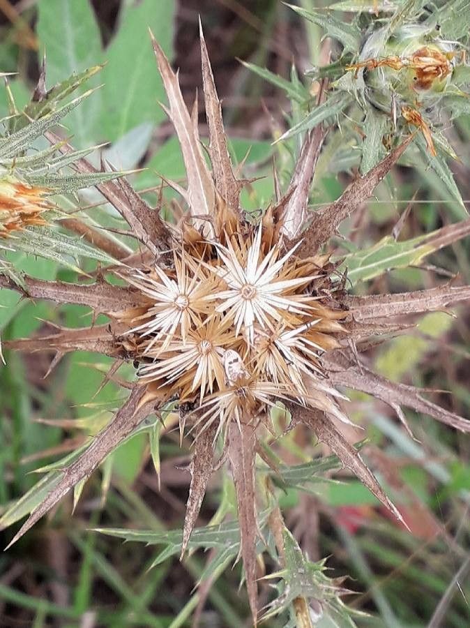 Carthamus lanatus fruit