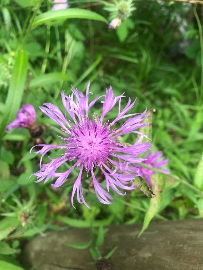 Centaurea nervosa flower
