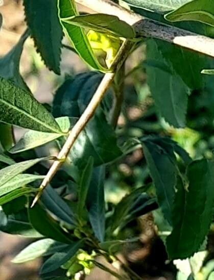 Schinus fasciculata other