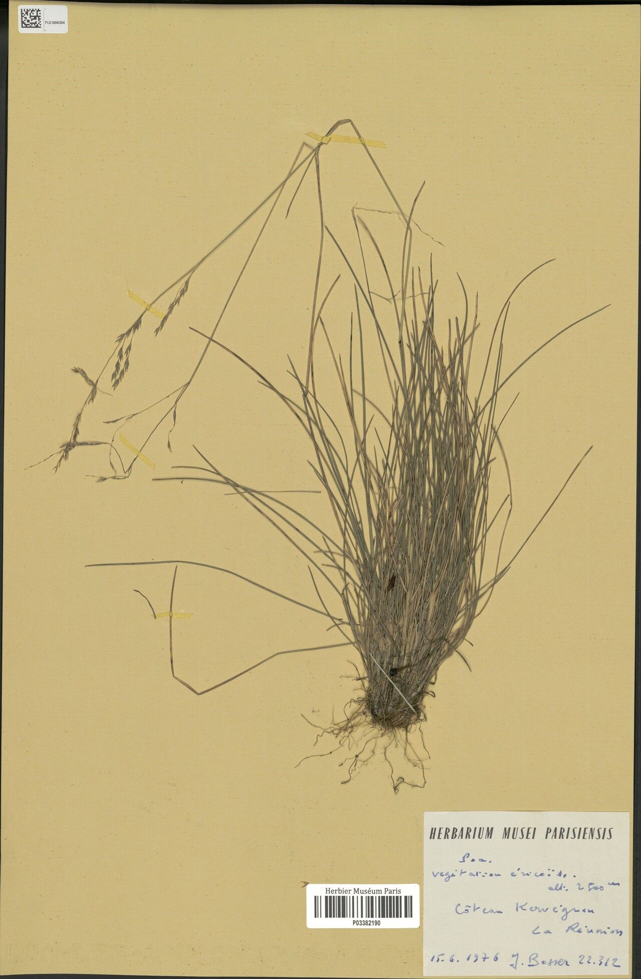 Poa borbonica — search result for 'Poa'