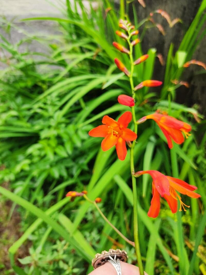 Crocosmia masoniorum — related species from the same genus