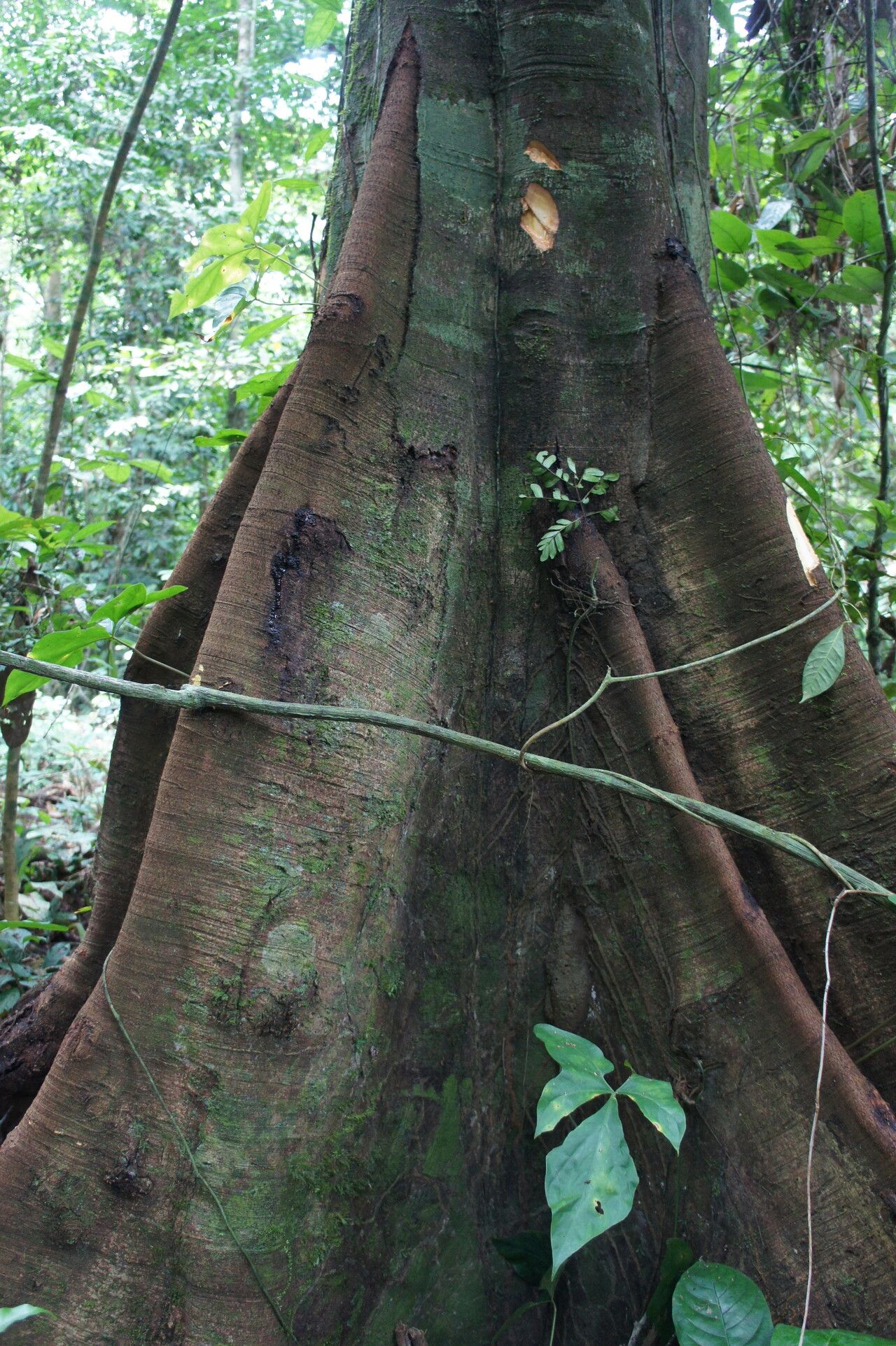 Newtonia griffoniana bark