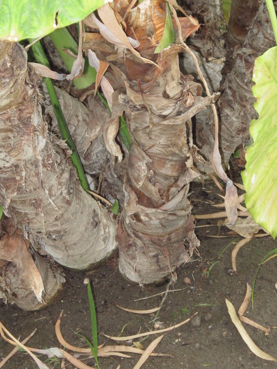 Alocasia macrorrhiza bark