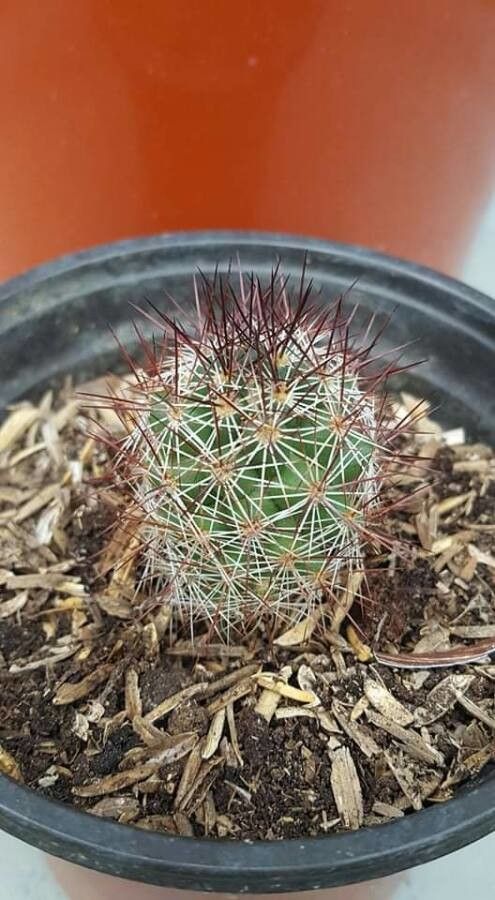 Mammillaria thornberi flower