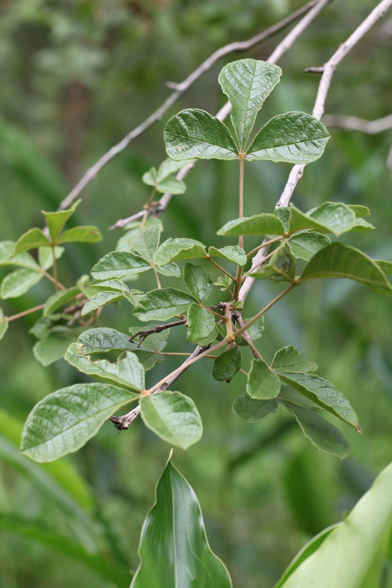 Vitex mombassae — houseplant care guide