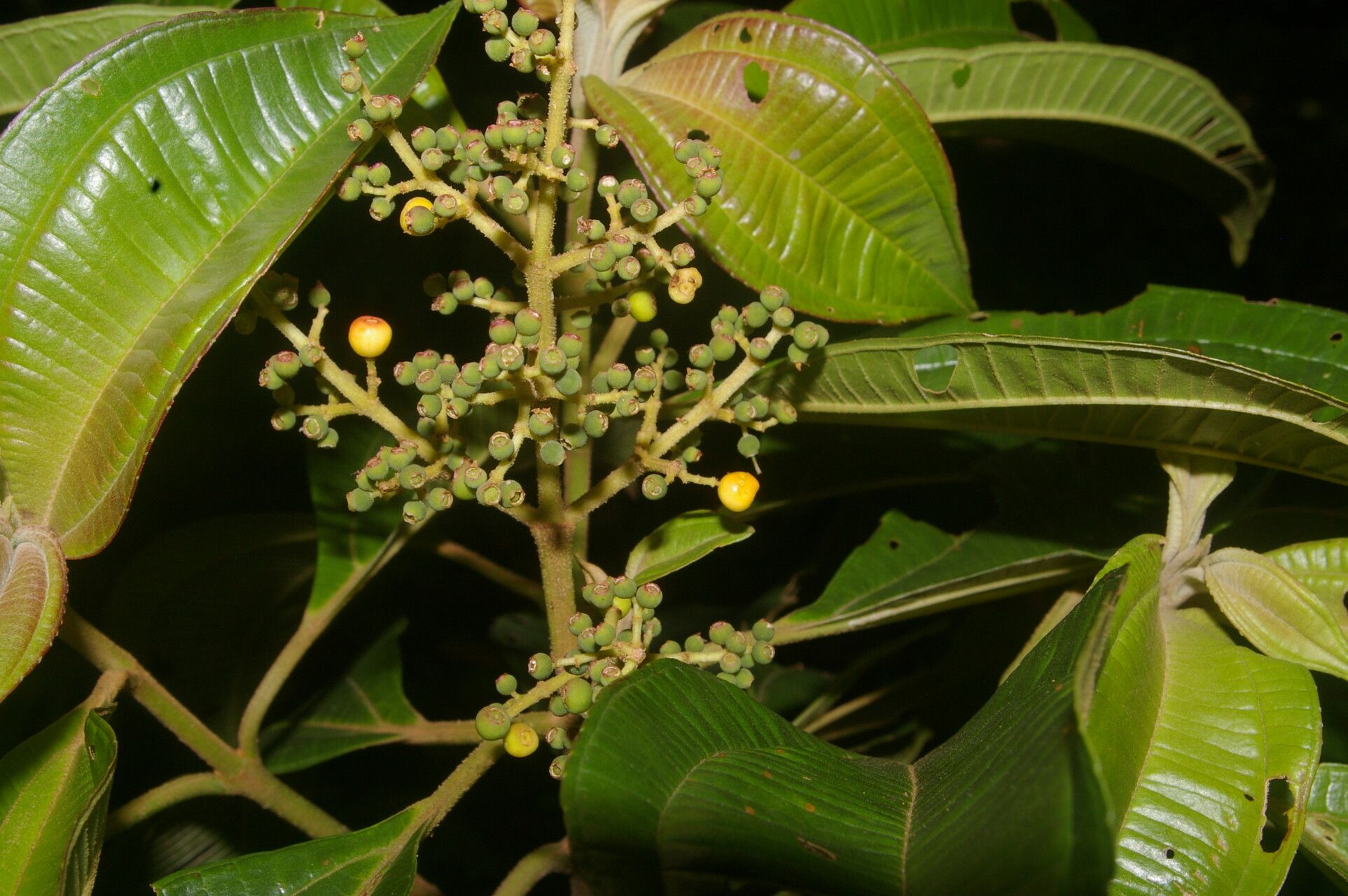 Miconia theizans flower