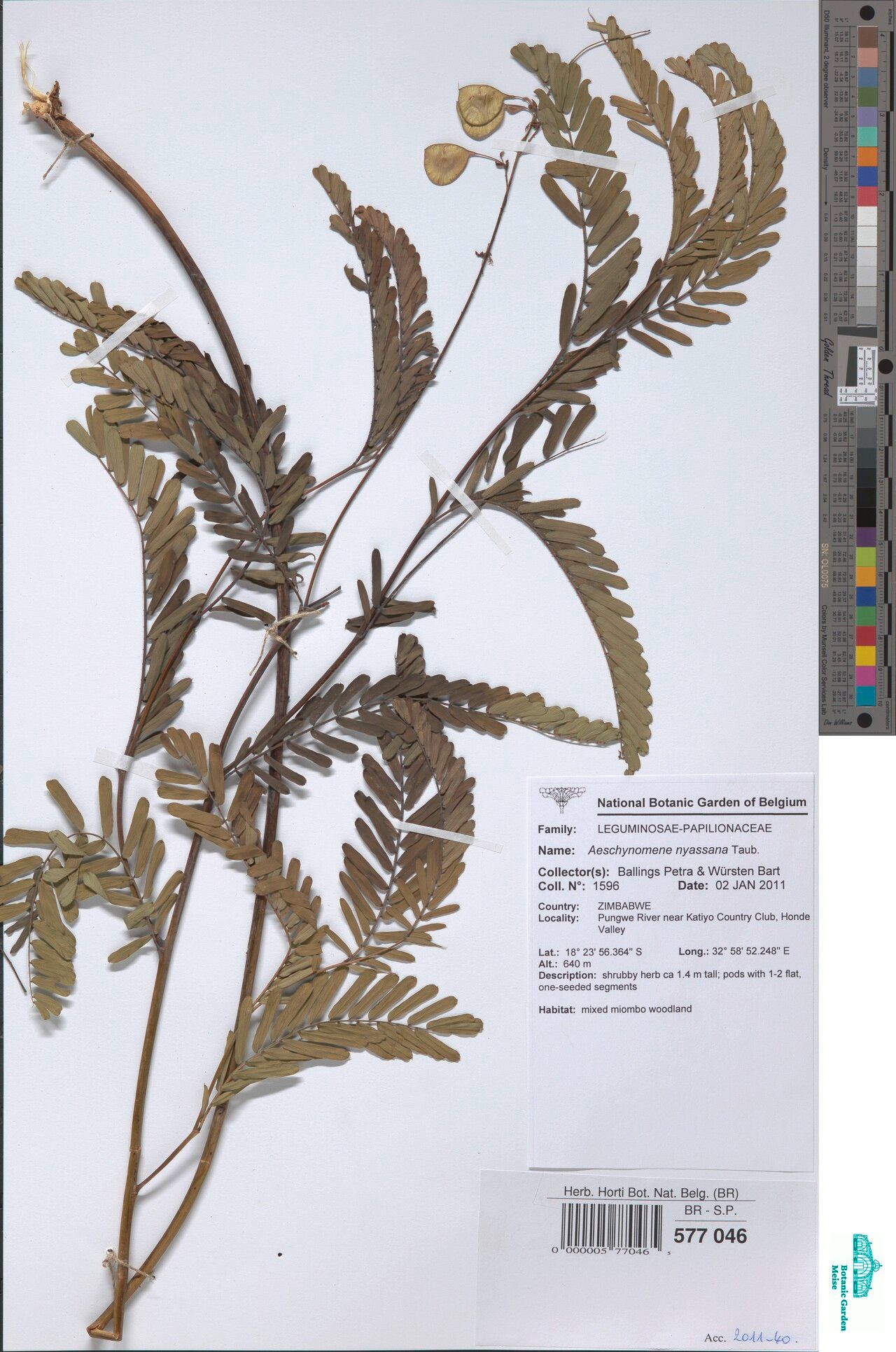 Aeschynomene nyassana — houseplant care guide