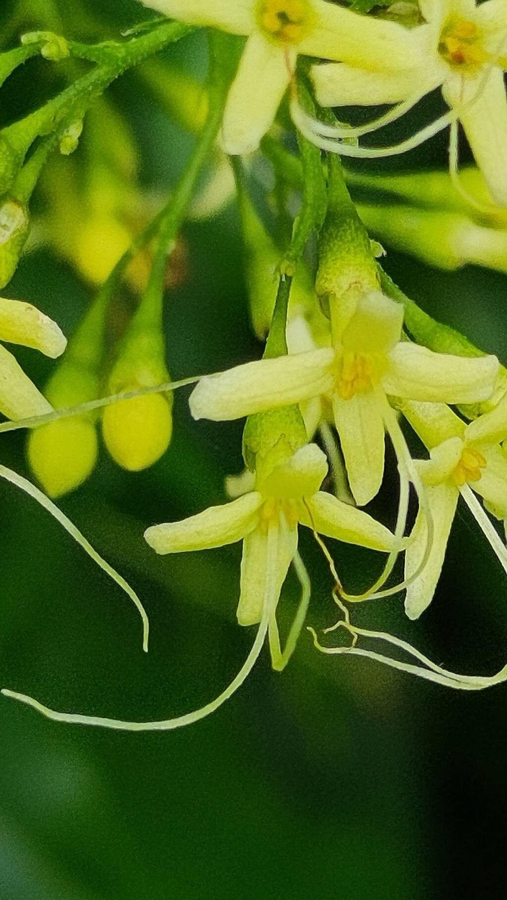 Cestrum citrifolium flower