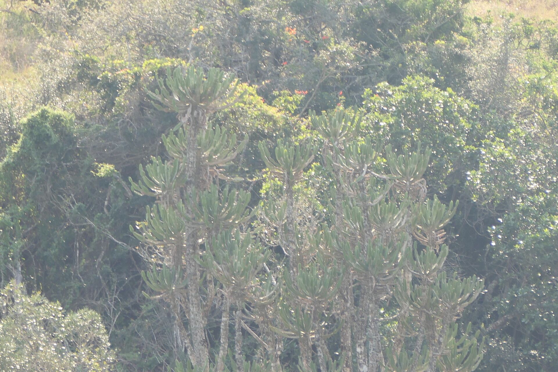 Euphorbia triangularis bark