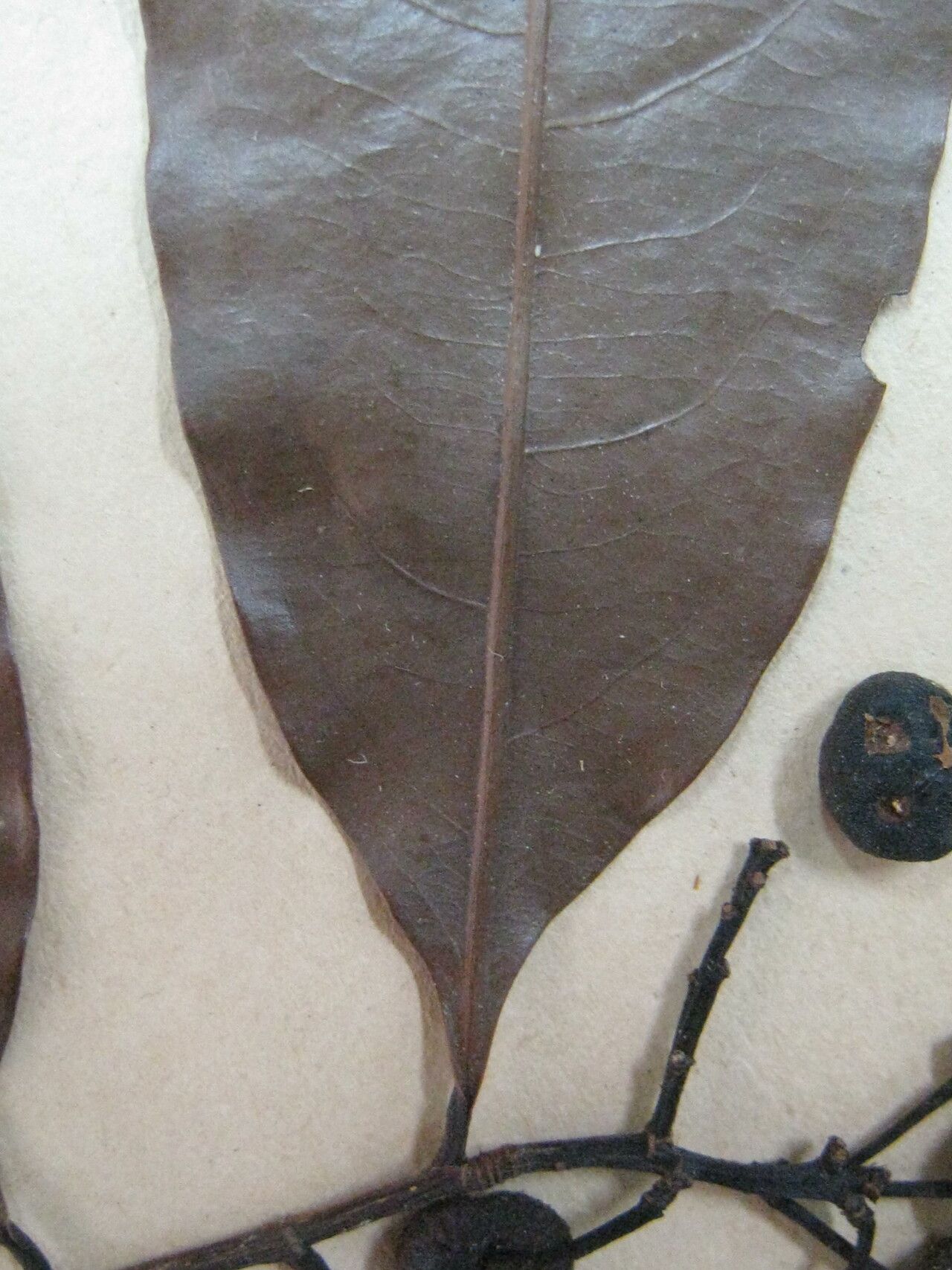 Ouratea melinonii other