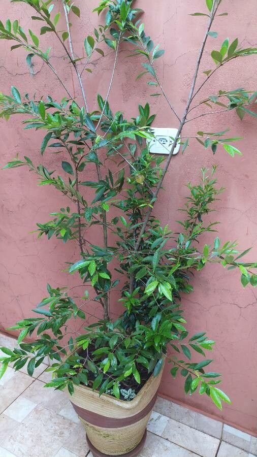 Eugenia involucrata leaf