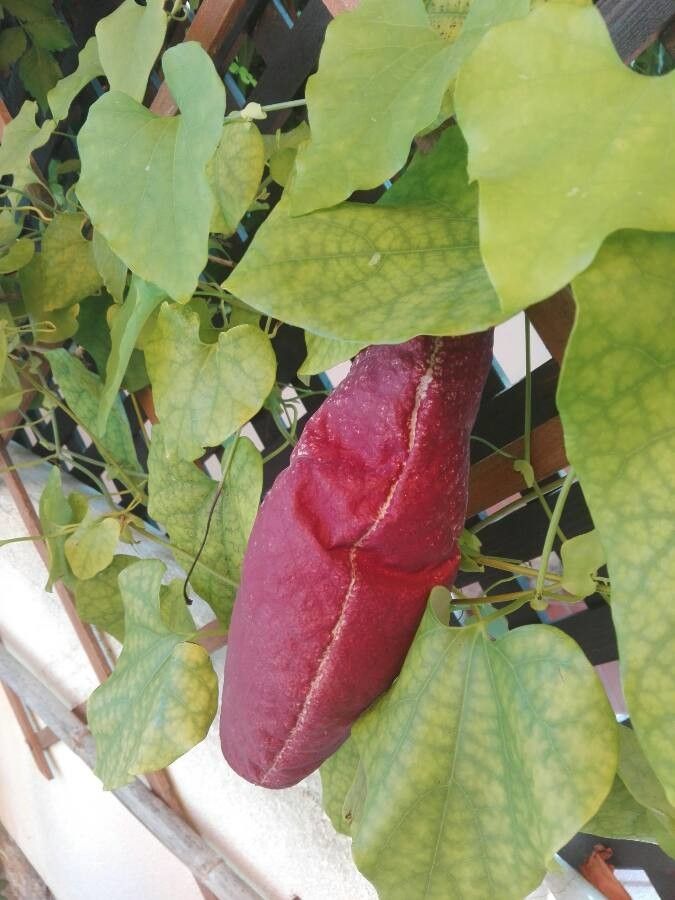 Aristolochia grandiflora fruit