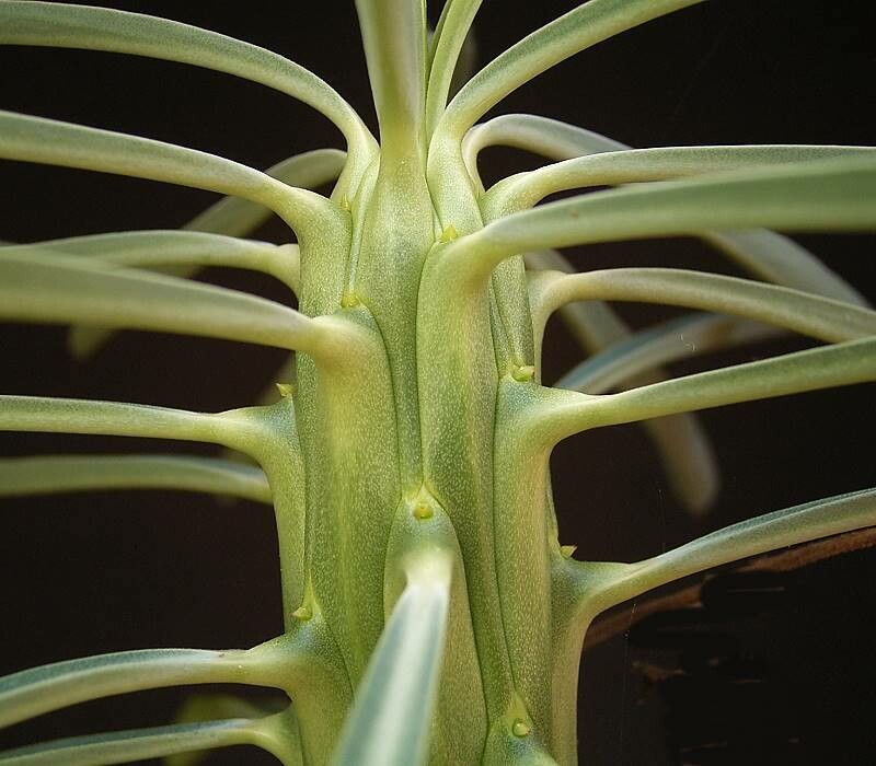 Euphorbia clava — houseplant care guide