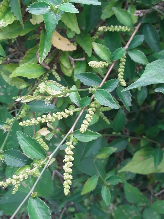 Acalypha siamensis flower