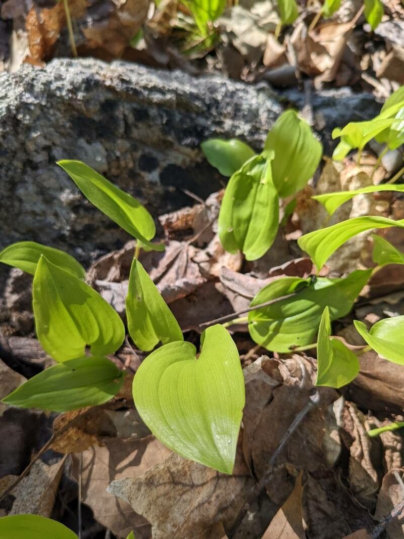 Maianthemum canadense leaf