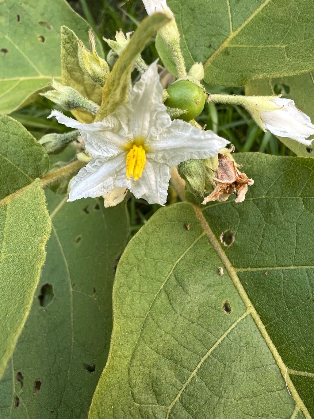 Solanum rude-pannum — houseplant care guide