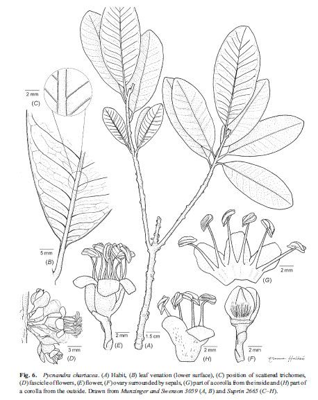 Pycnandra chartacea — houseplant care guide