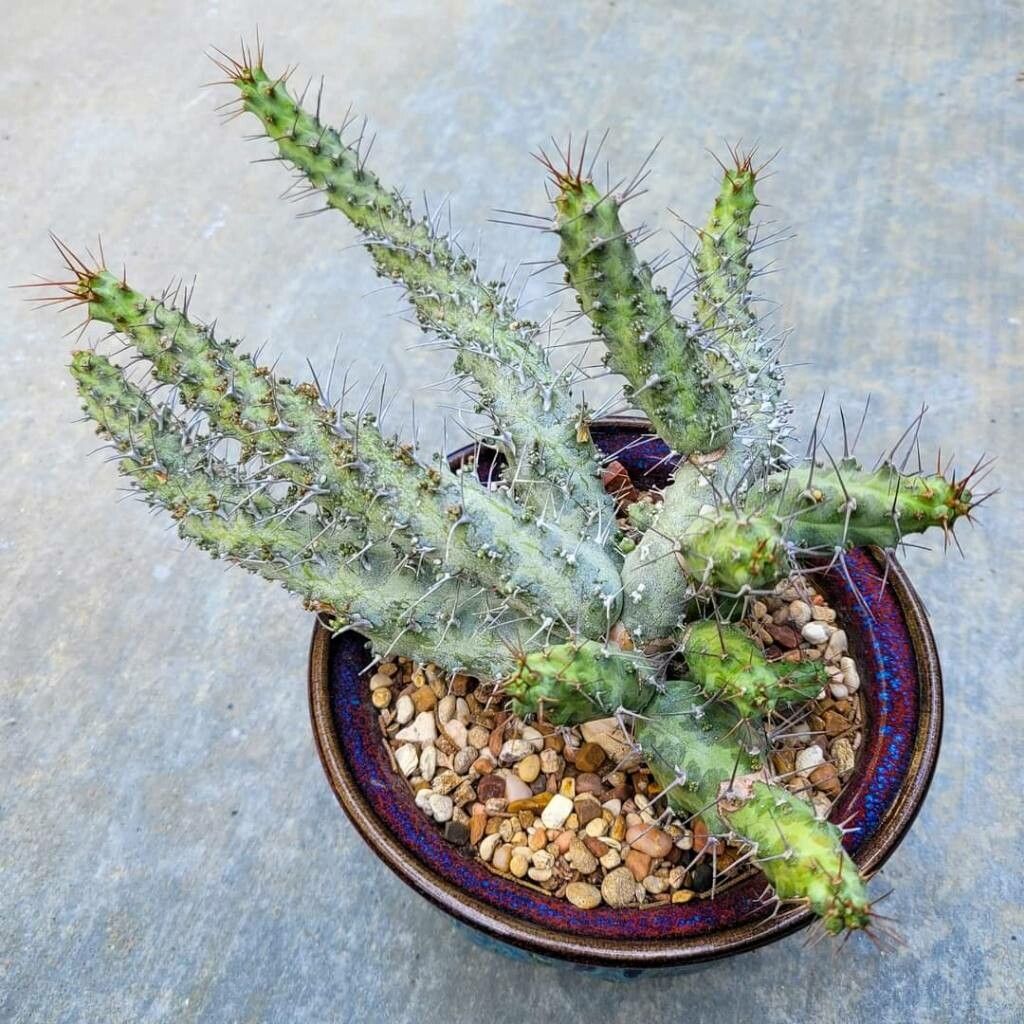 Euphorbia prona — houseplant care guide