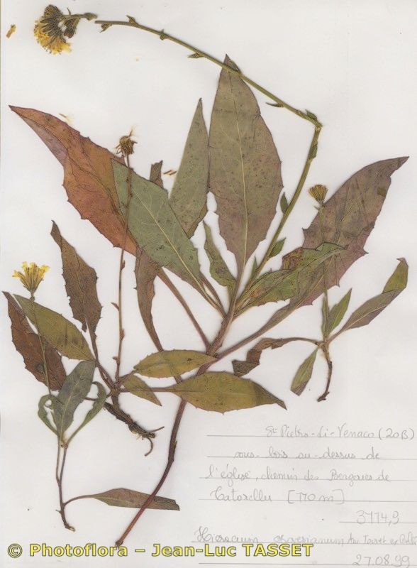 Hieracium grovesianum — houseplant care guide