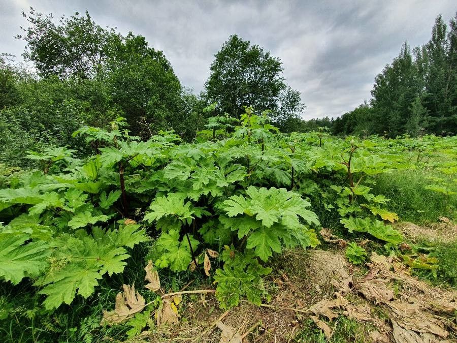Heracleum sosnowskyi — search result for 'Heracleum'