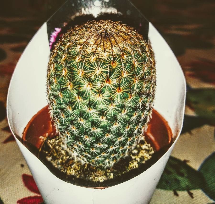 Mammillaria guelzowiana leaf