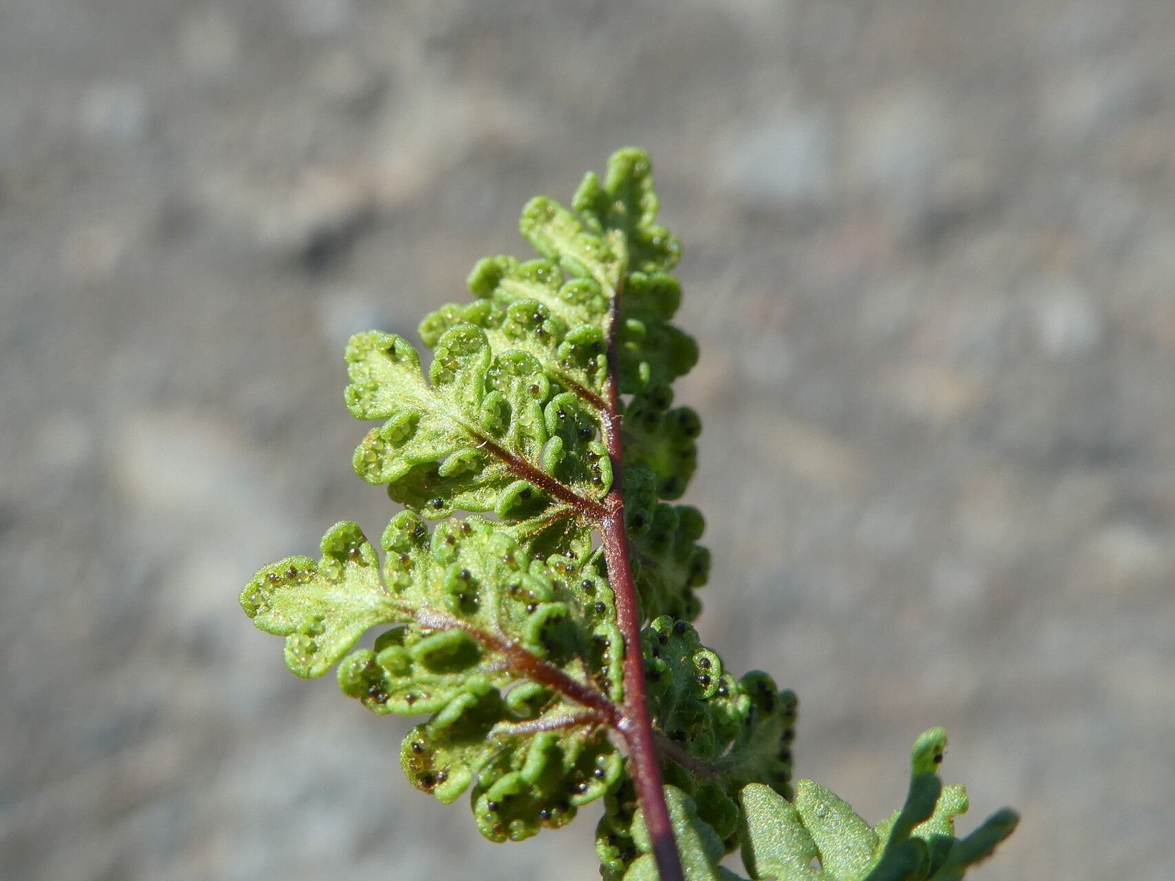 Hemionitis hispanica — houseplant care guide