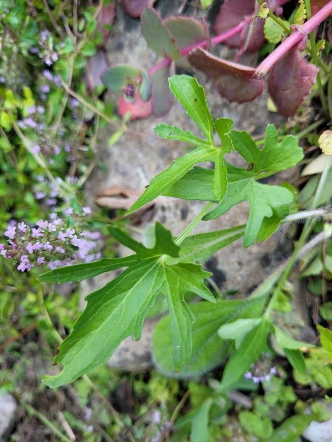 Delphinium menziesii leaf