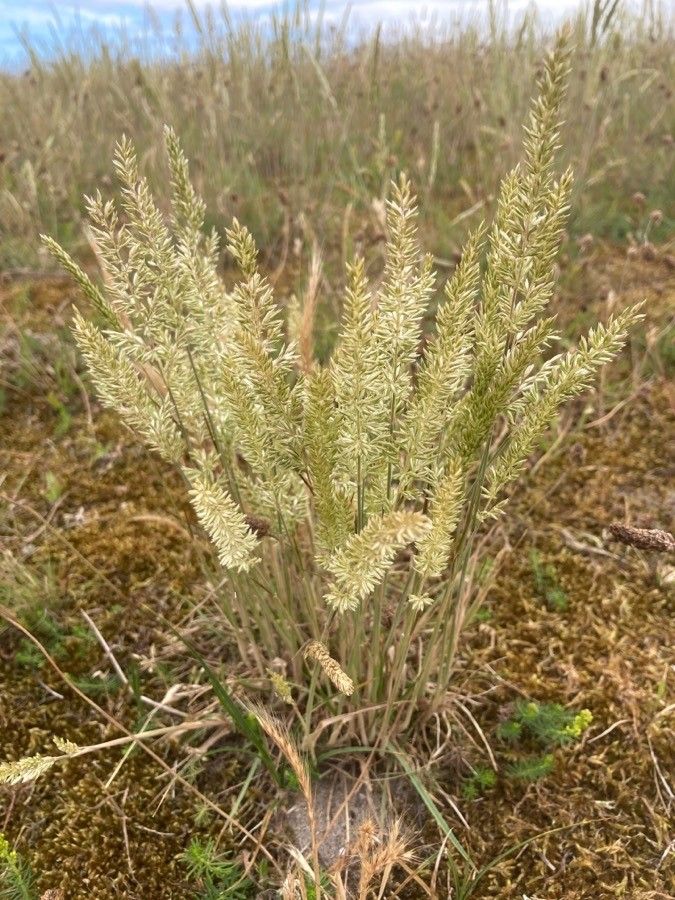 Koeleria macrantha flower