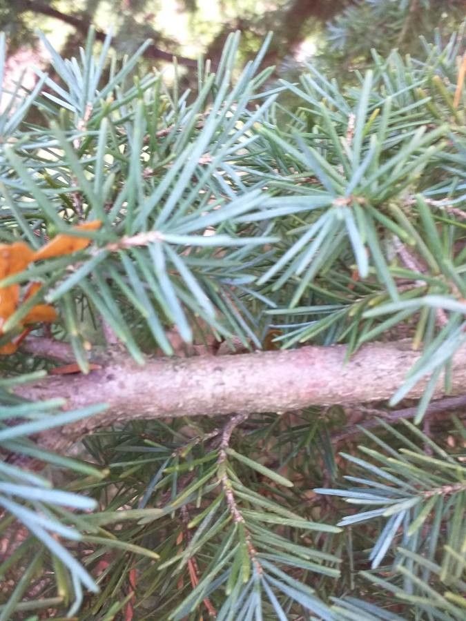 Tsuga mertensiana bark