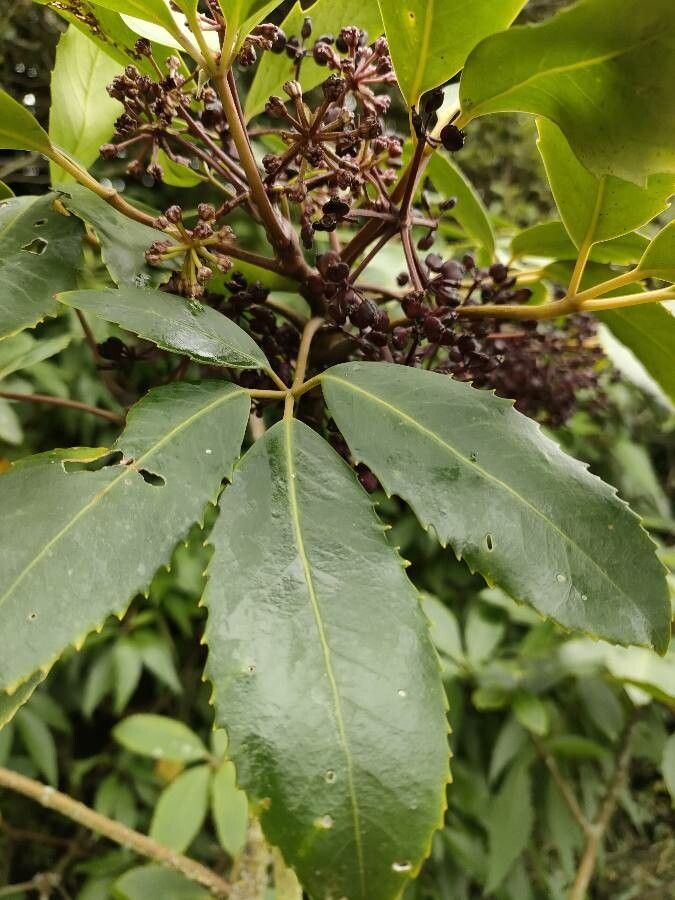 Neopanax arboreus leaf