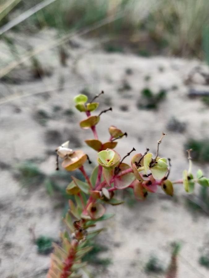 Euphorbia paralias fruit