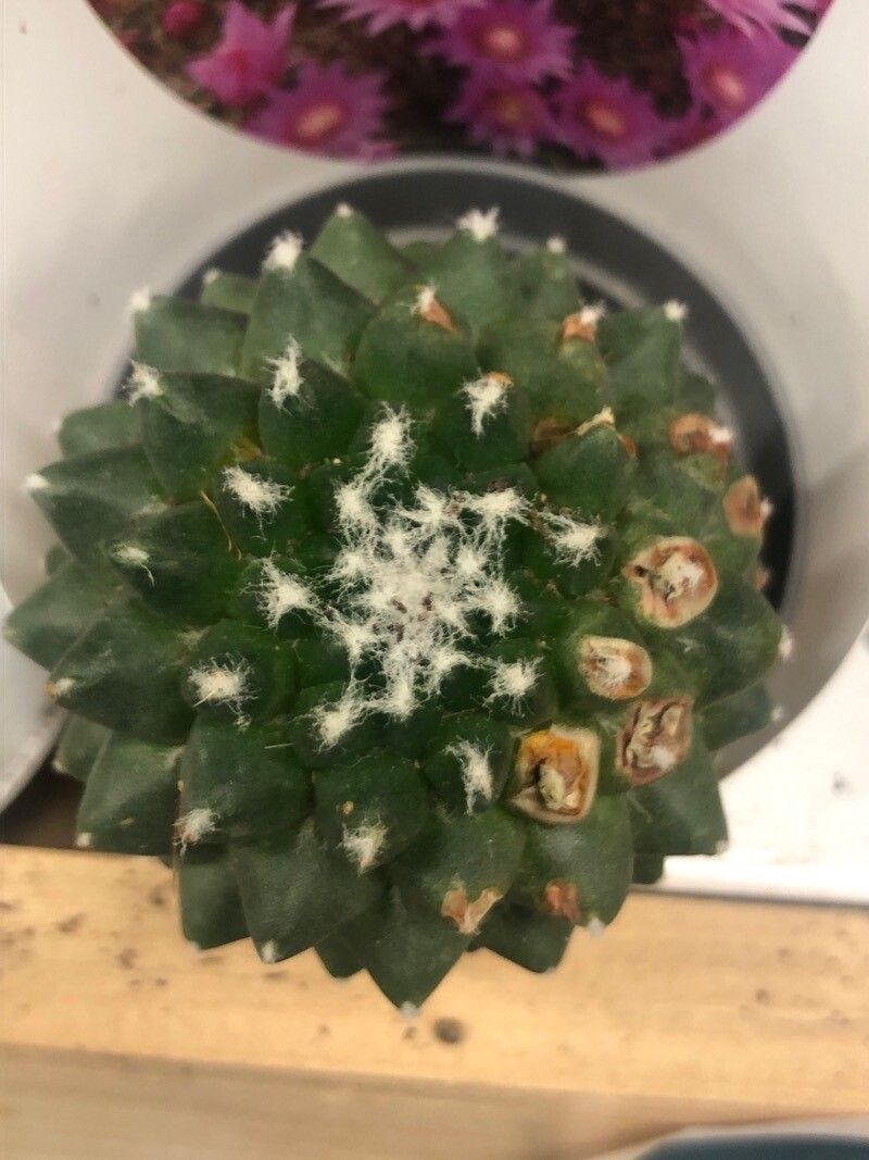 Mammillaria zeilmanniana — search result for 'Mammillaria'