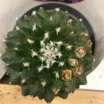 Mammillaria zeilmanniana