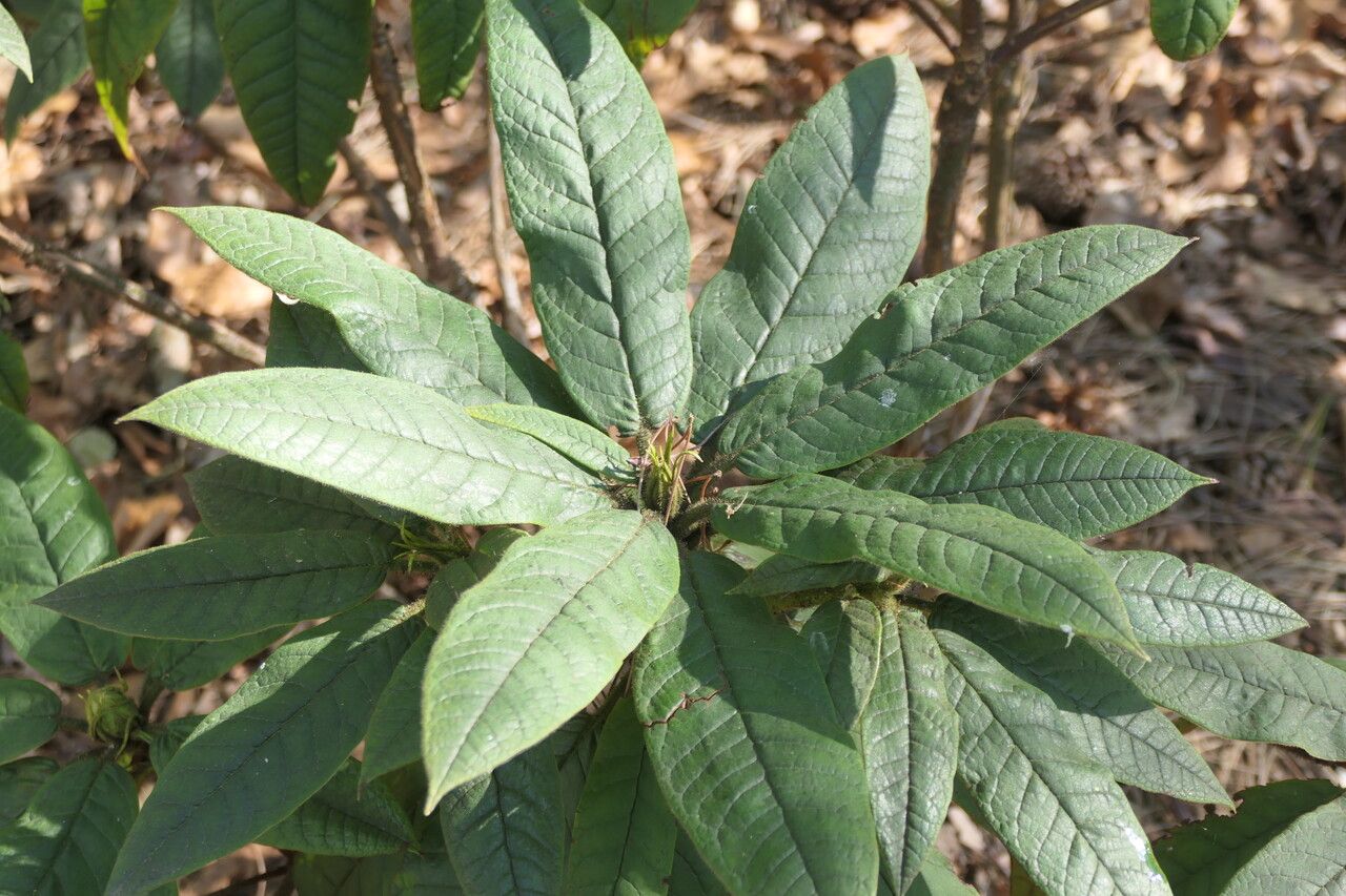 Rhododendron glischrum — houseplant care guide