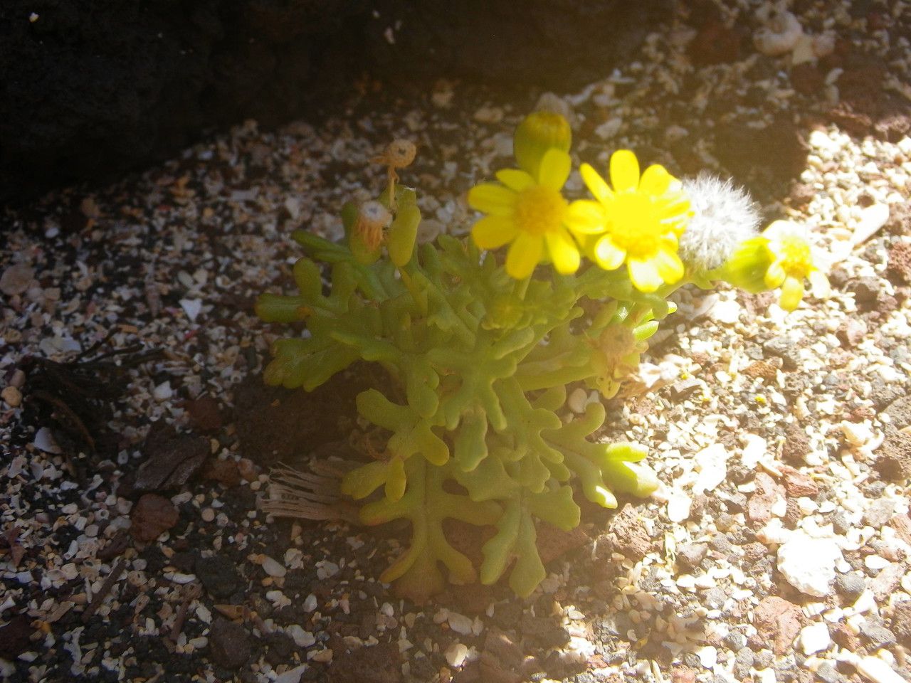 Senecio incrassatus habit