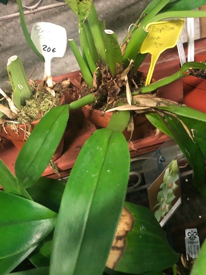 Trichopilia laxa — houseplant care guide